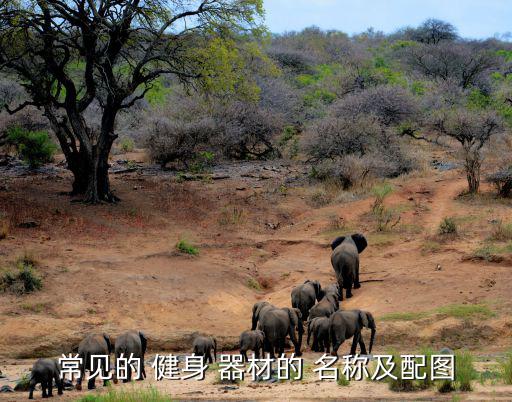 公園運動健身器材有哪些名稱圖片,公園的健身器材哪些是可以減肥的